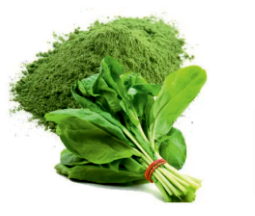 Vacuum Dehydrated Spinach Leaves Powder